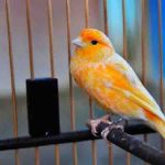 Perawatan Harian Burung Kenari Agar Gacor