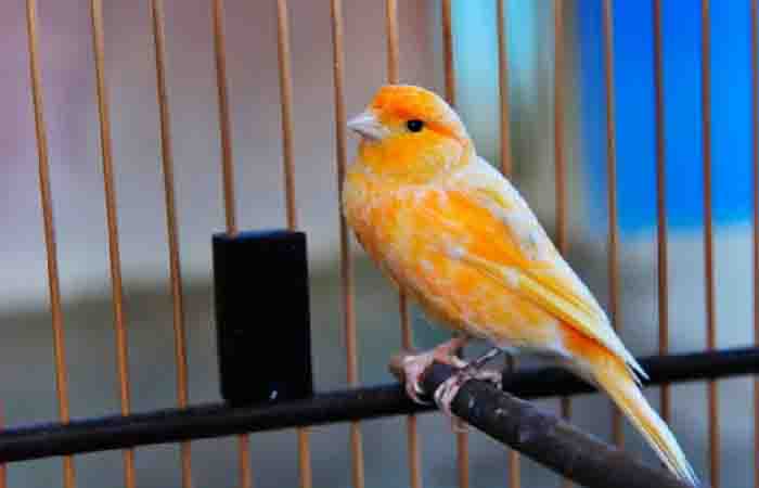 Perawatan Harian Burung Kenari Agar Gacor