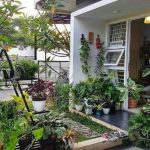 5 Tanaman Bunga untuk Dekorasi di Depan Rumah yang Cantik