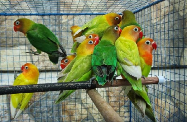 cara ternak lovebird-659ddf57