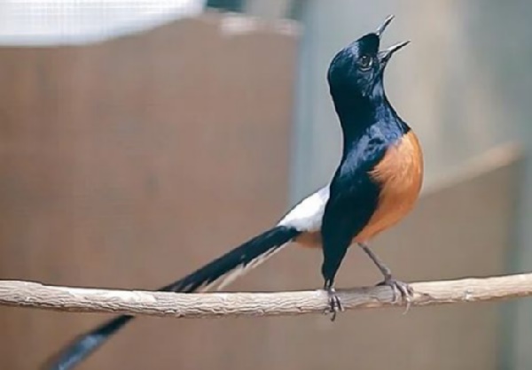 murai batu kurang ngotot-d1080dbb