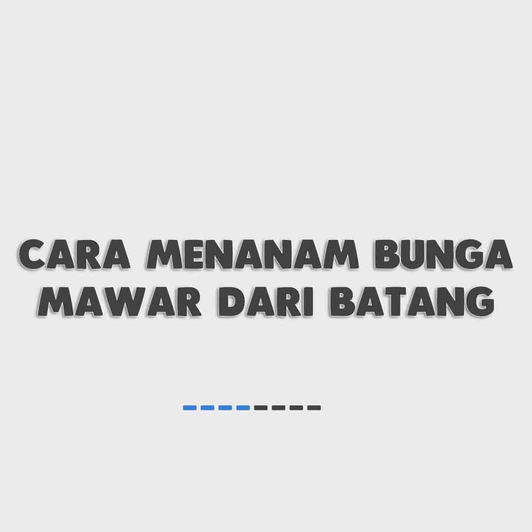 Cara Menanam Bunga Mawar Dari Batang Agar Cepat Berbunga-2f9016bc