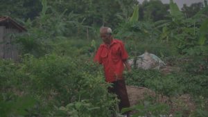 Urban farming (Dok. UNS)
